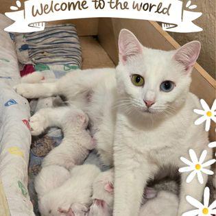Enlarge Marshmallow Mama, a Adoptable mixed breed in St Petersburg, FL image 6/6