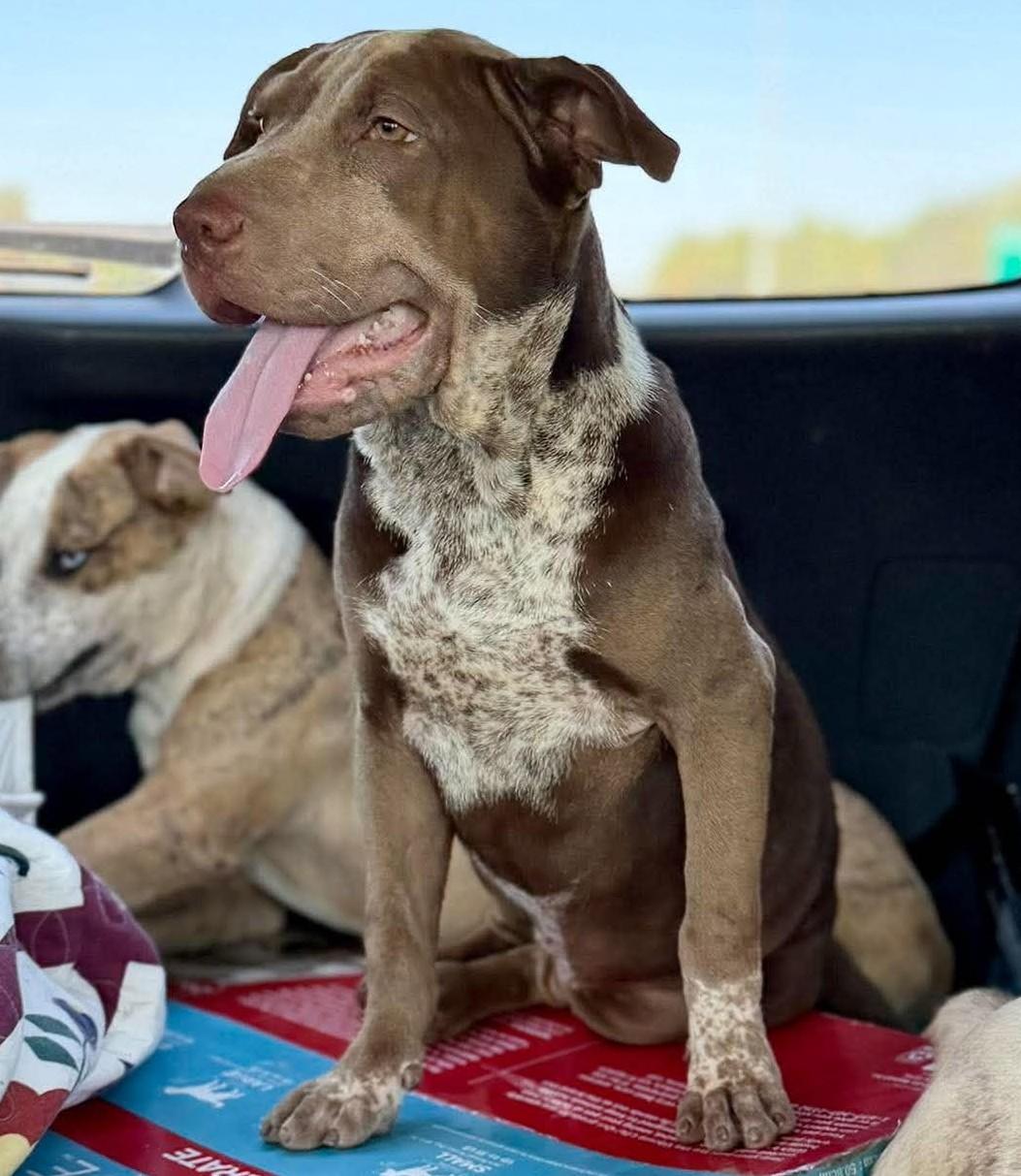 Enlarge Brownie HERE IN NH, a Adoptable Mixed Breed in Barrington, NH image 4/6