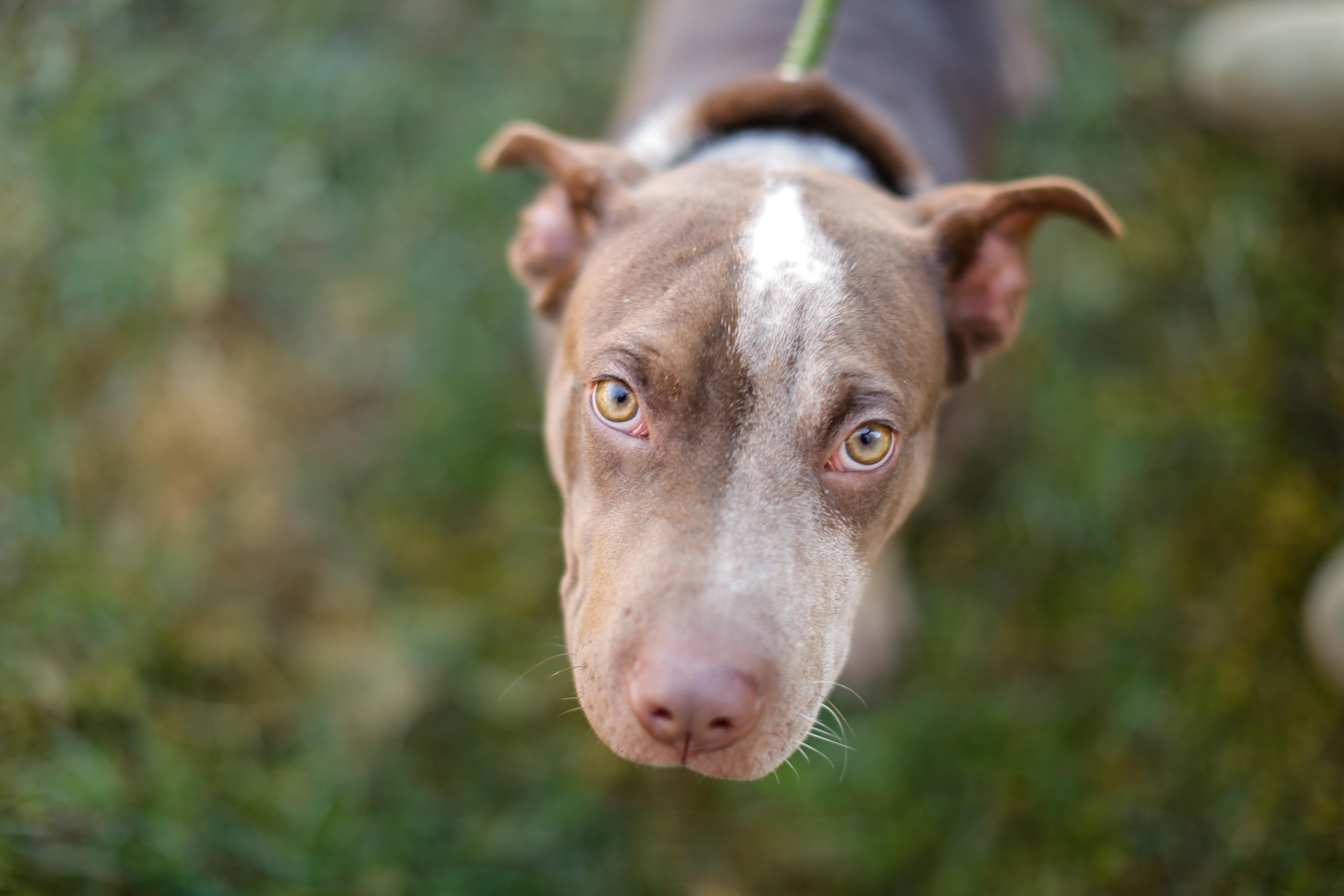 Enlarge Brownie HERE IN NH, a Adoptable Mixed Breed in Barrington, NH image 2/4
