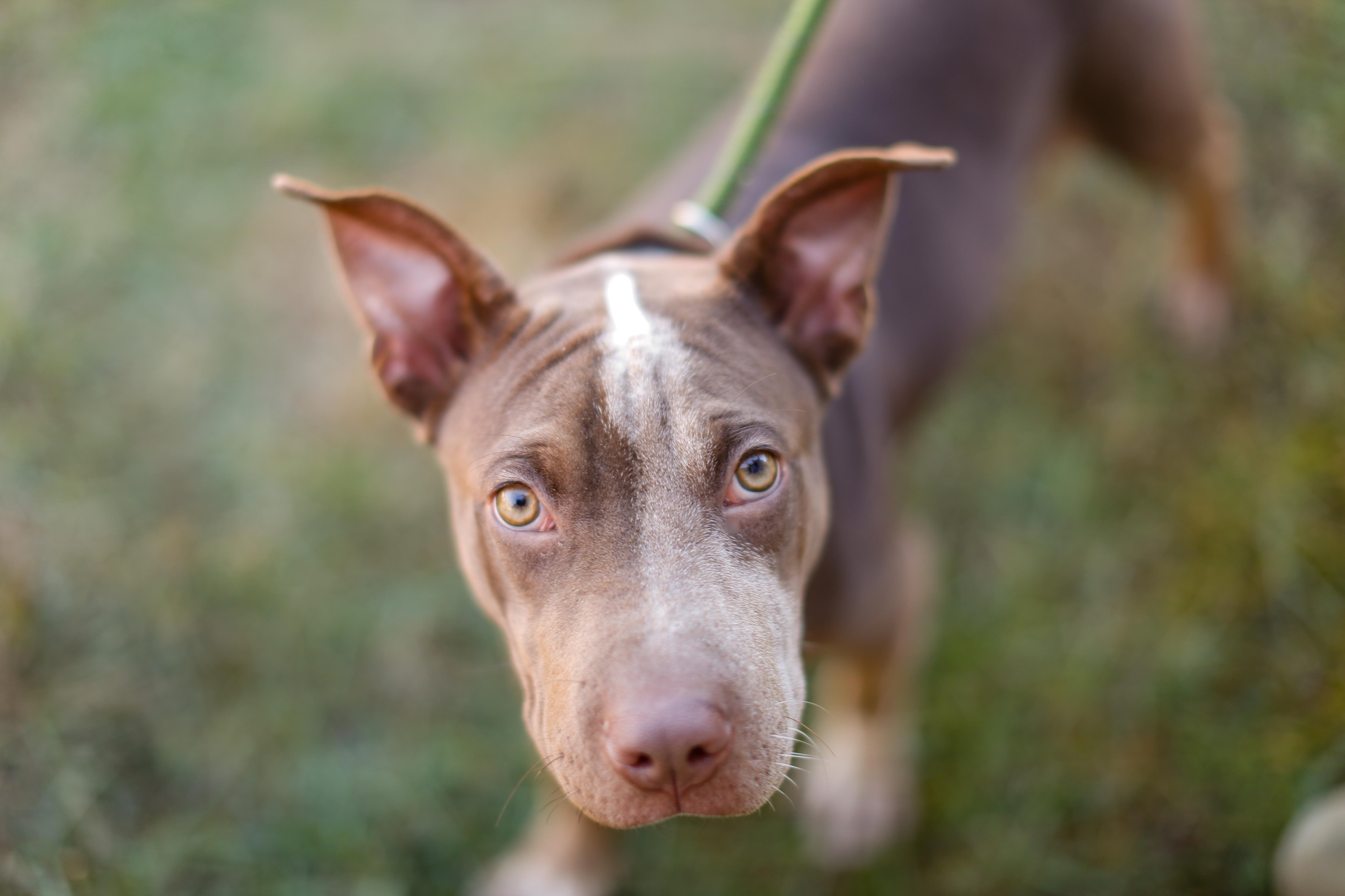 Enlarge Brownie HERE IN NH, a Adoptable Mixed Breed in Barrington, NH image 3/4