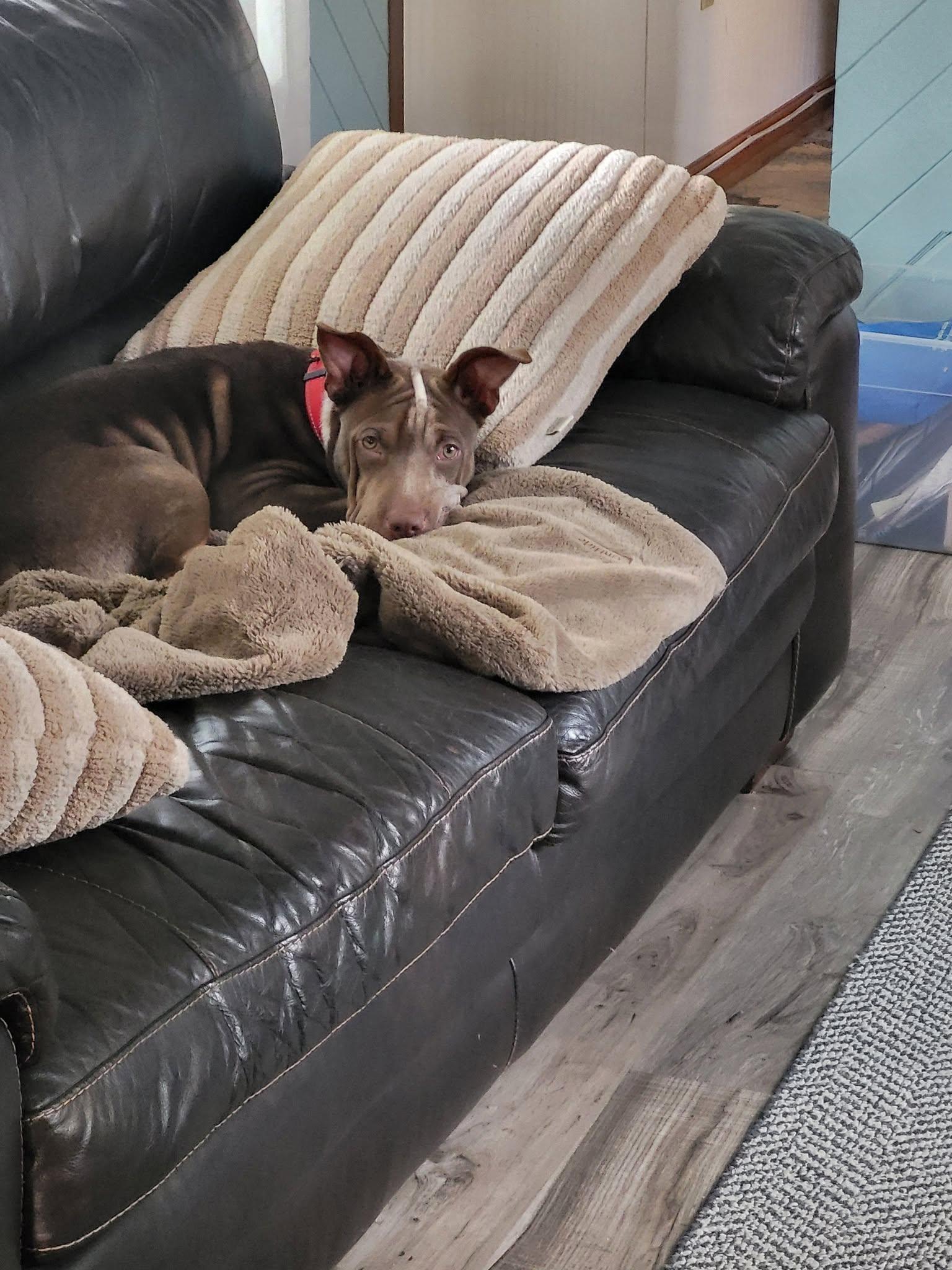 Enlarge Brownie HERE IN NH, a Adoptable Mixed Breed in Barrington, NH image 4/4