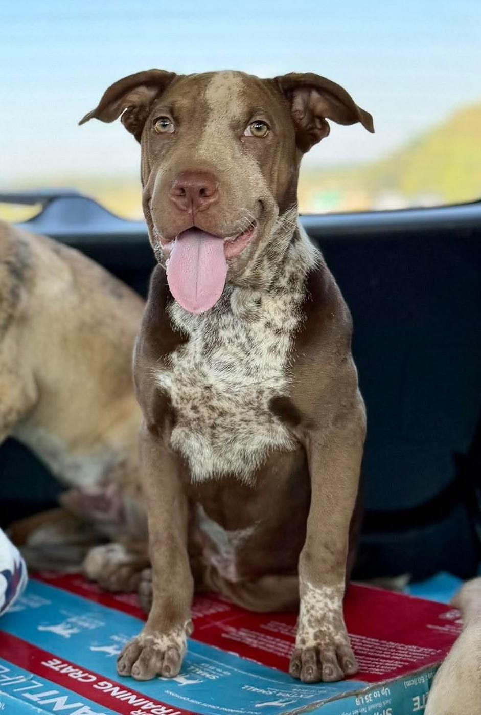 Enlarge Brownie HERE IN NH, a Adoptable Mixed Breed in Barrington, NH image 5/6