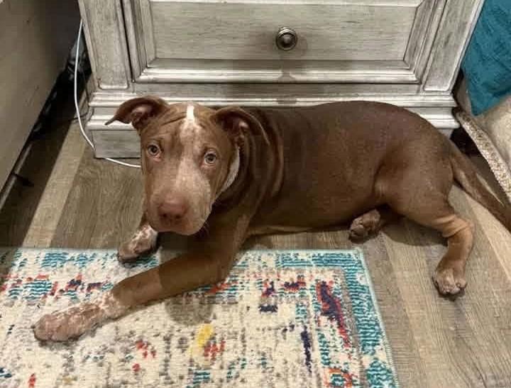 Enlarge Brownie HERE IN NH, a Adoptable Mixed Breed in Barrington, NH image 1/6