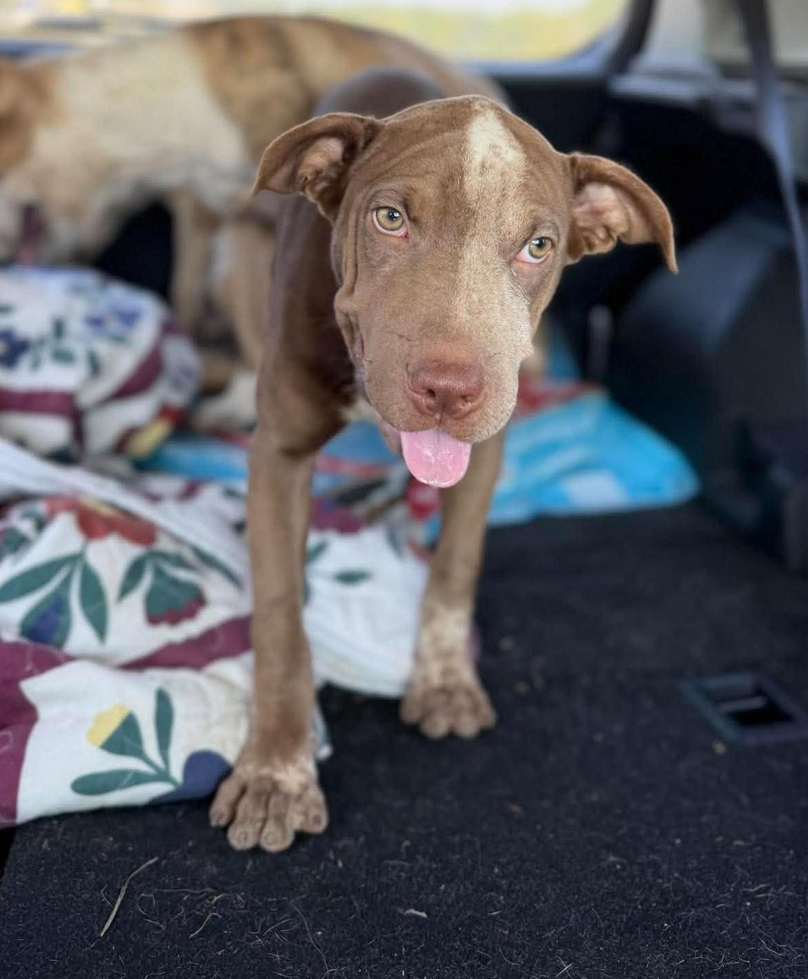 Enlarge Brownie HERE IN NH, a Adoptable Mixed Breed in Barrington, NH image 3/6