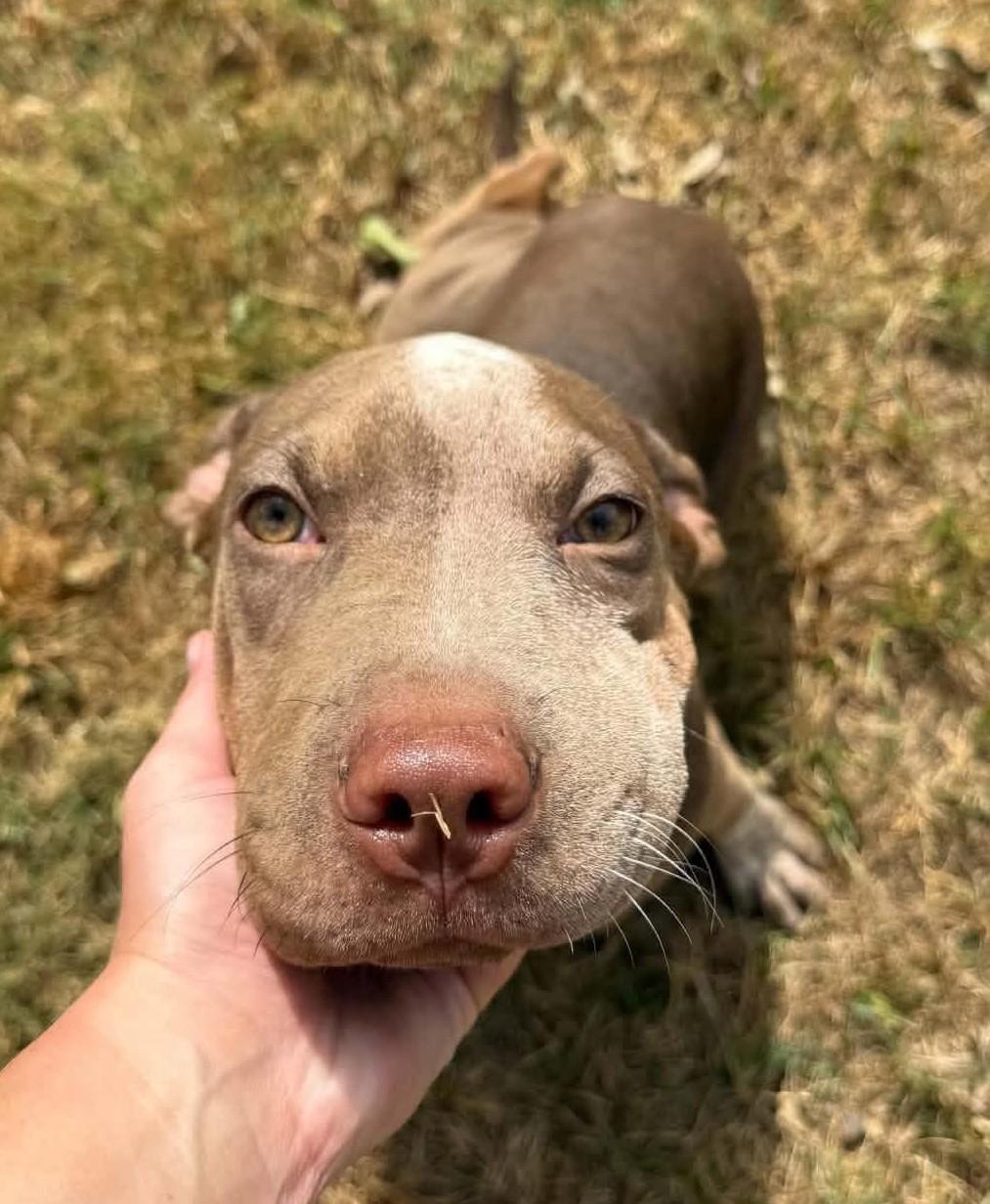 Enlarge Brownie HERE IN NH, a Adoptable Mixed Breed in Barrington, NH image 2/6