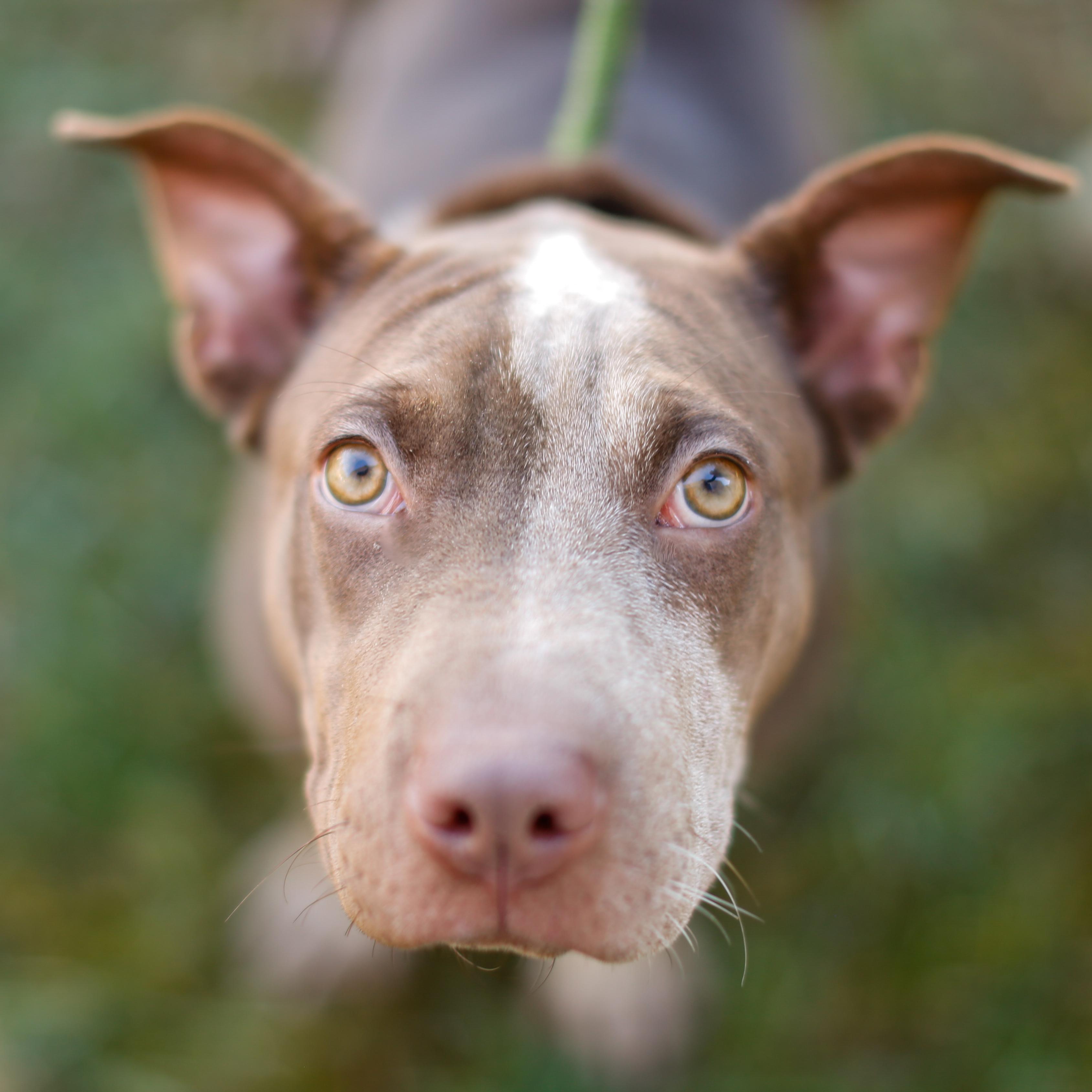 Enlarge Brownie HERE IN NH, a Adoptable Mixed Breed in Barrington, NH image 1/4