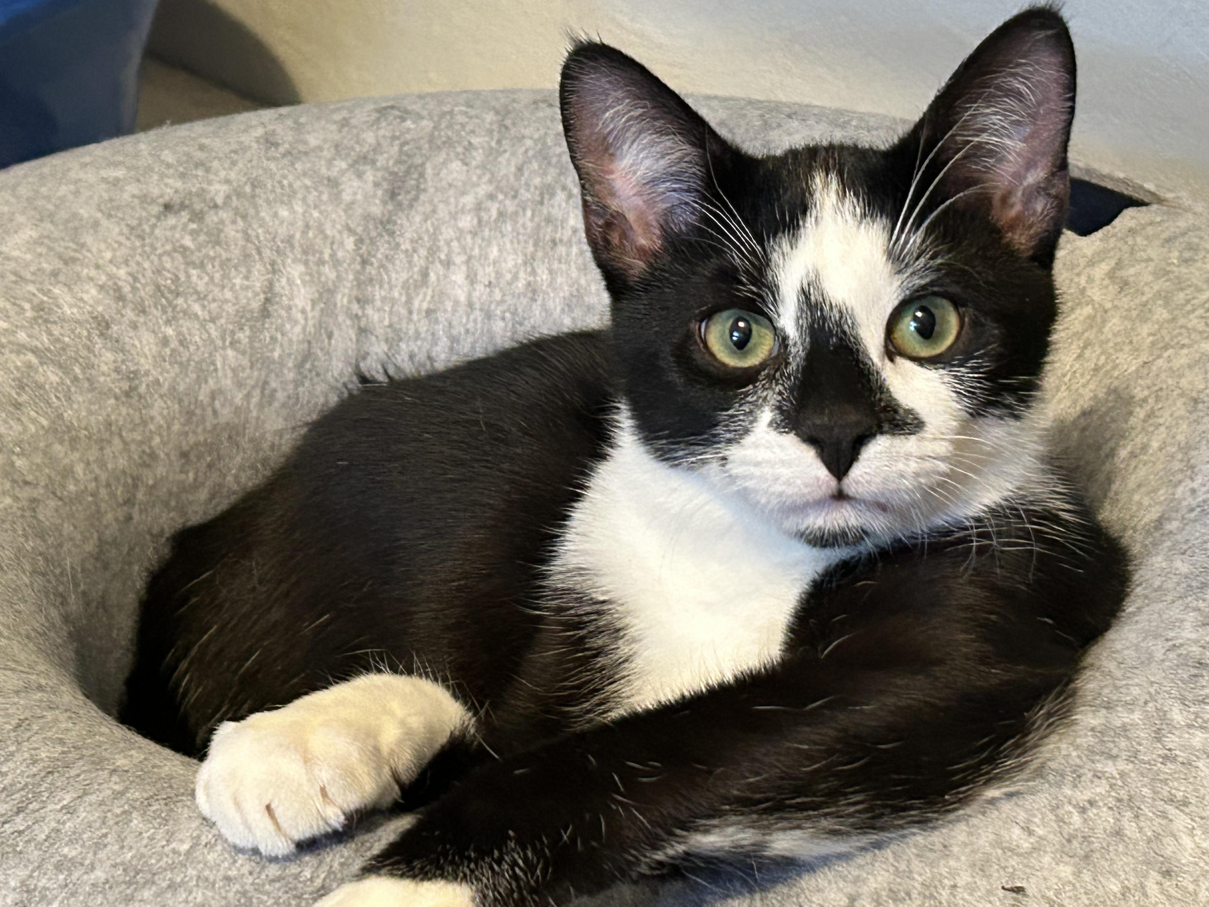 Finn, an adopted Domestic Short Hair in Wirtz, VA image 1/2