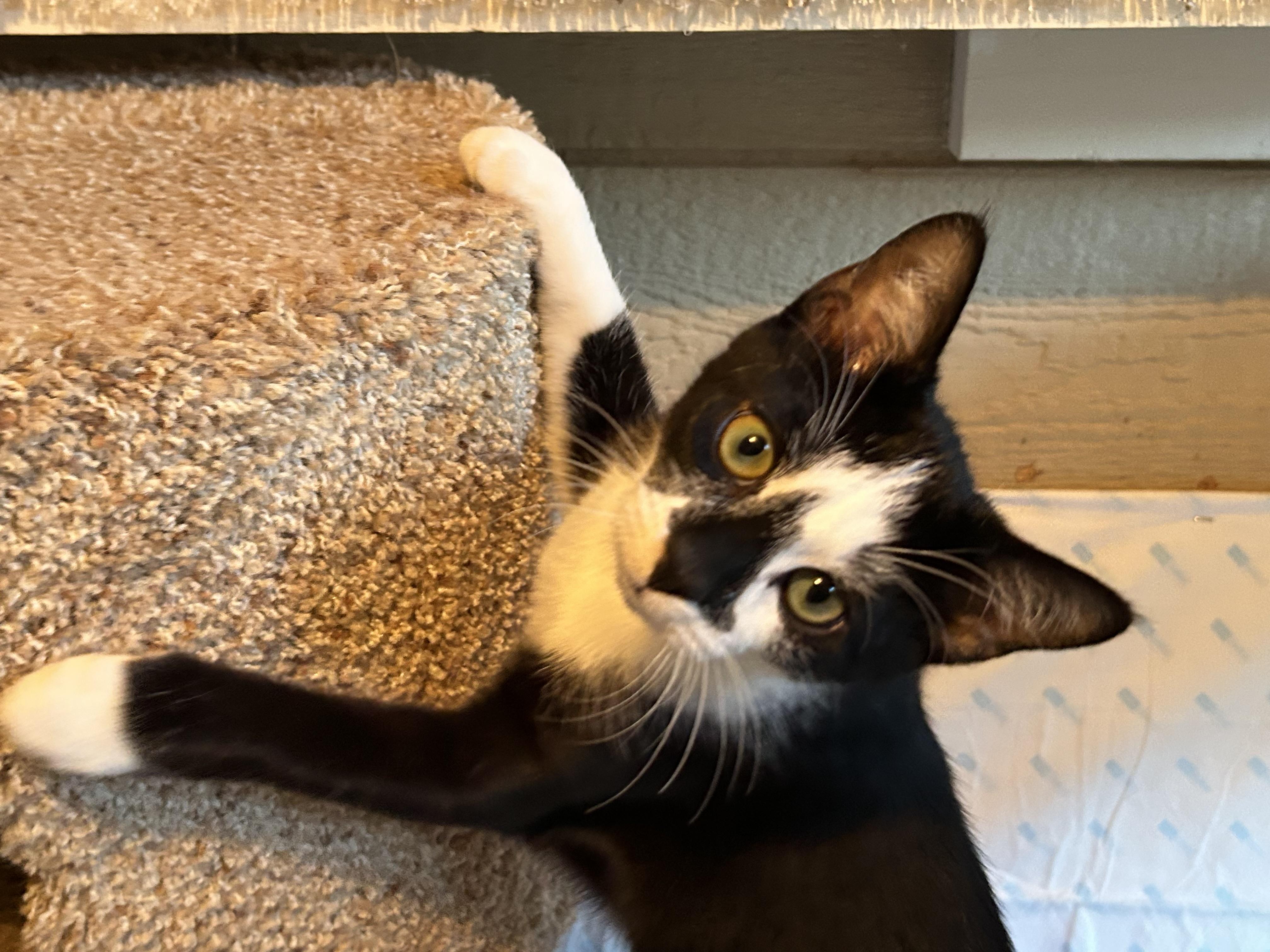 Finn, an adopted Domestic Short Hair in Wirtz, VA image 2/2