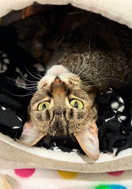 Enlarge HYDI, a Adoptable Domestic Short Hair in Brighton, CO image 1/1