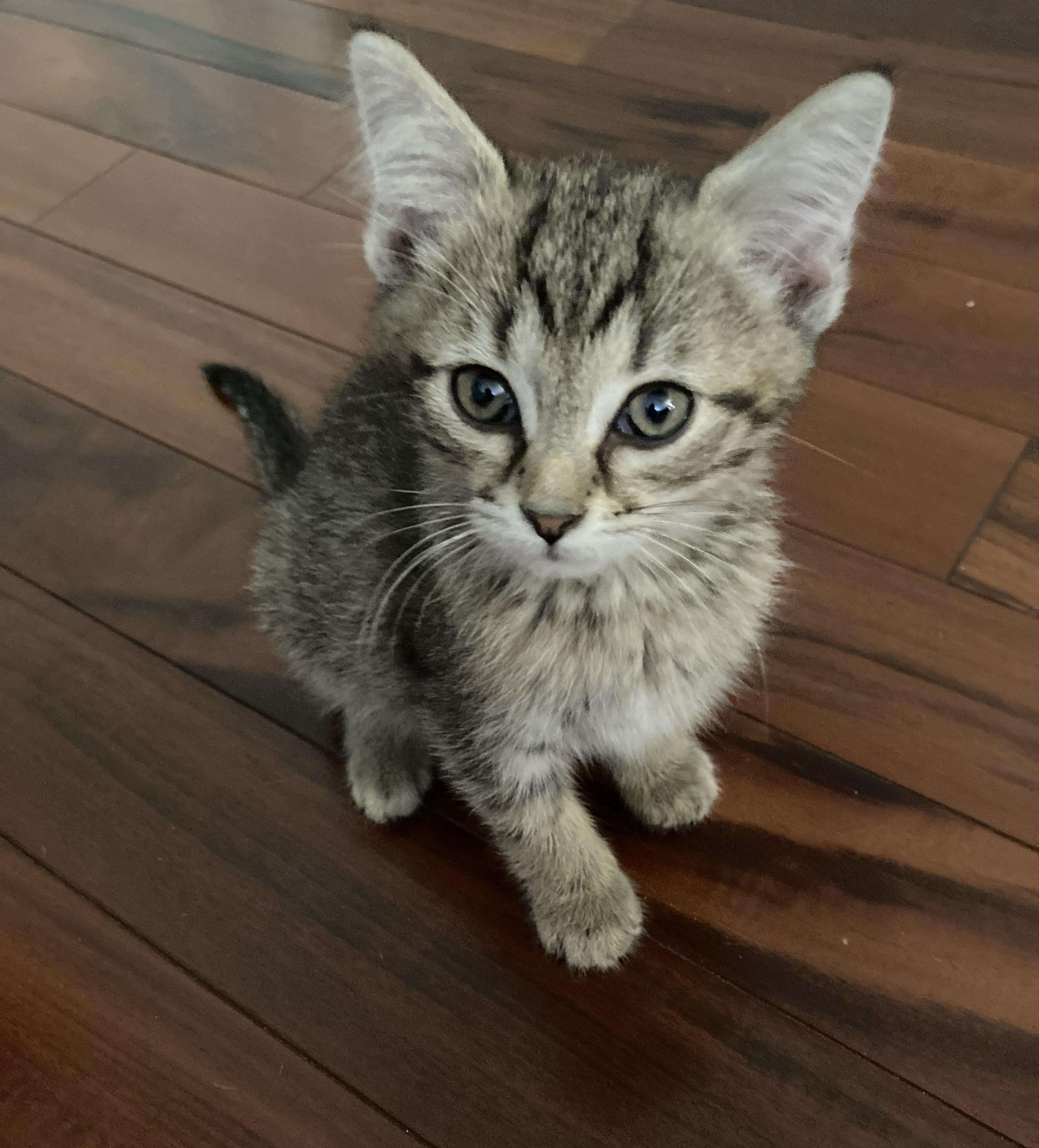 Lego, ADOPTABLE, Kitten Male Domestic Short Hair.