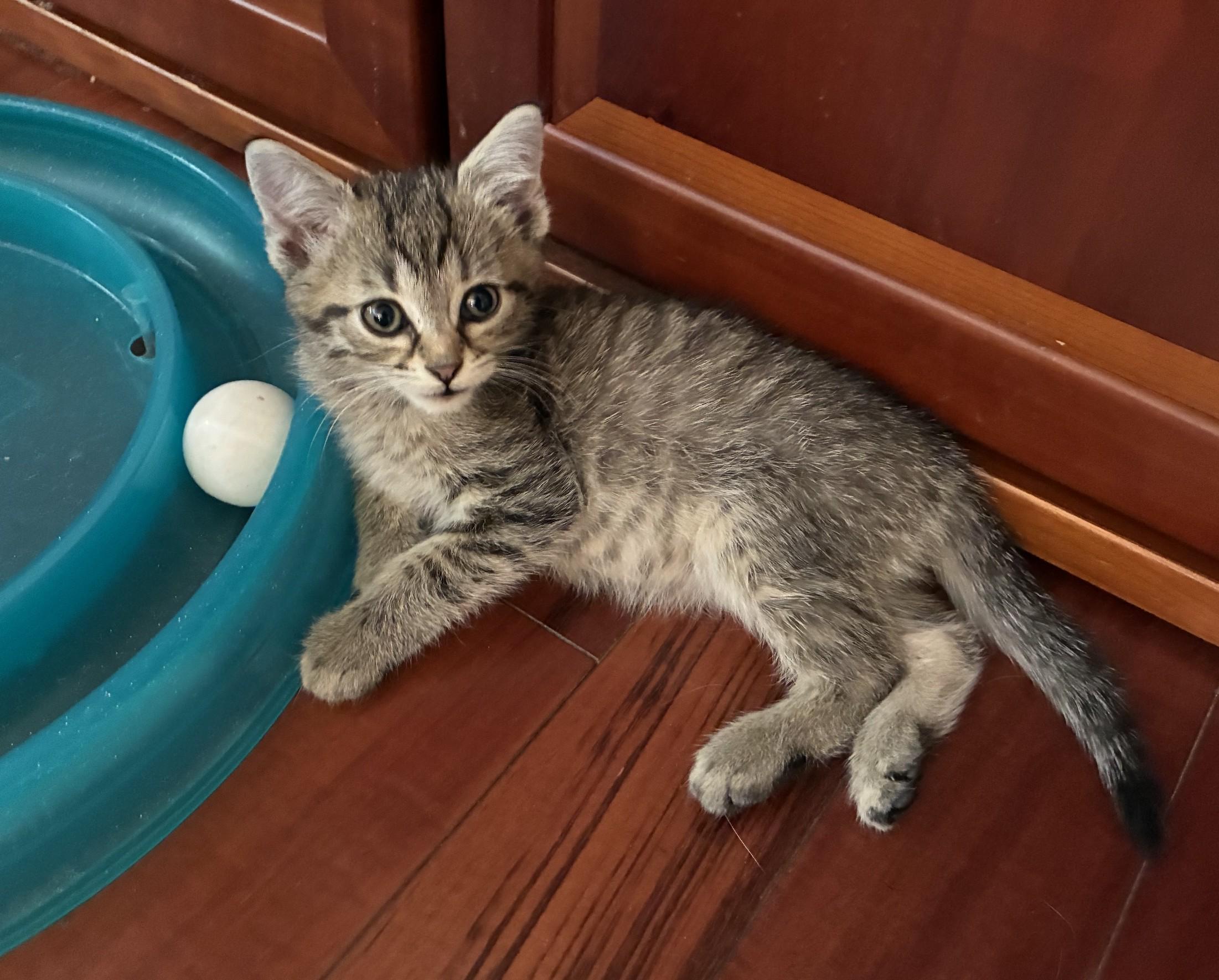 Lego, a ADOPTABLE Domestic Short Hair in Knoxville, TN image 3/4