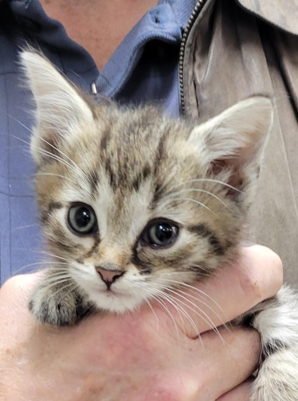 Lego, a ADOPTABLE Domestic Short Hair in Knoxville, TN image 2/4