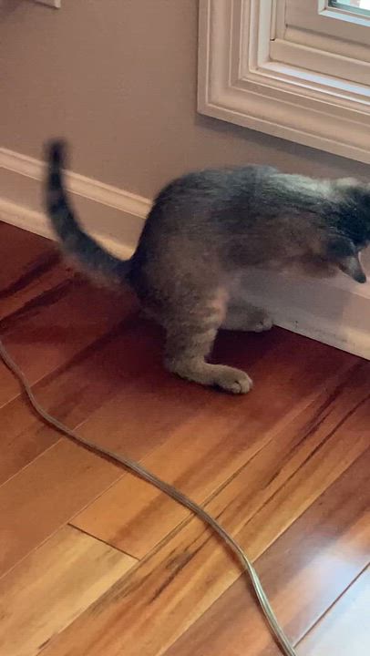 Enlarge Lego, a ADOPTABLE Domestic Short Hair in Knoxville, TN video 4/4