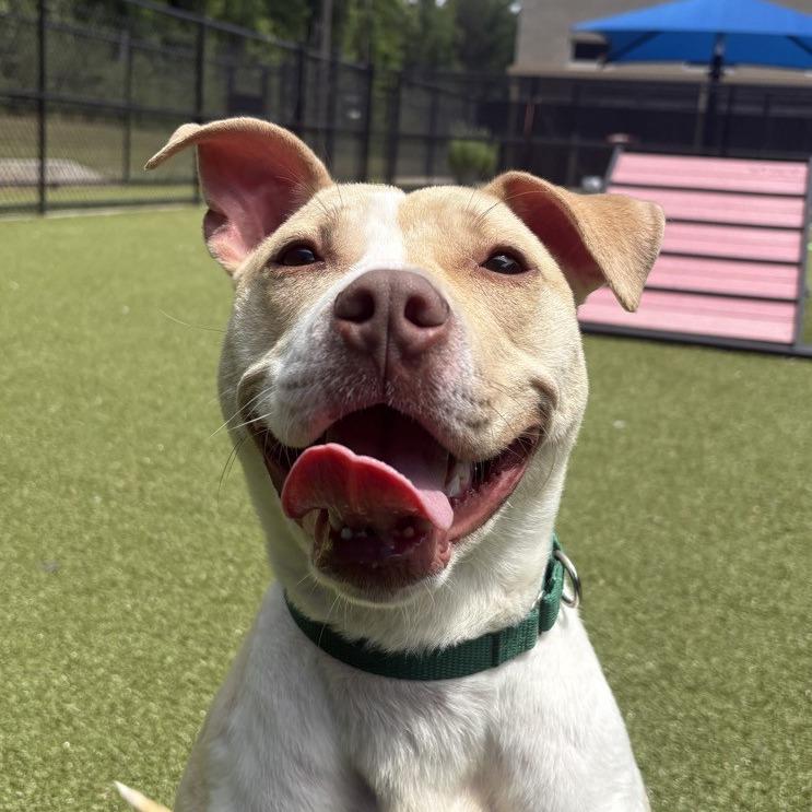 Ciara, a Adoptable mixed breed in Greensboro, NC image 1/6