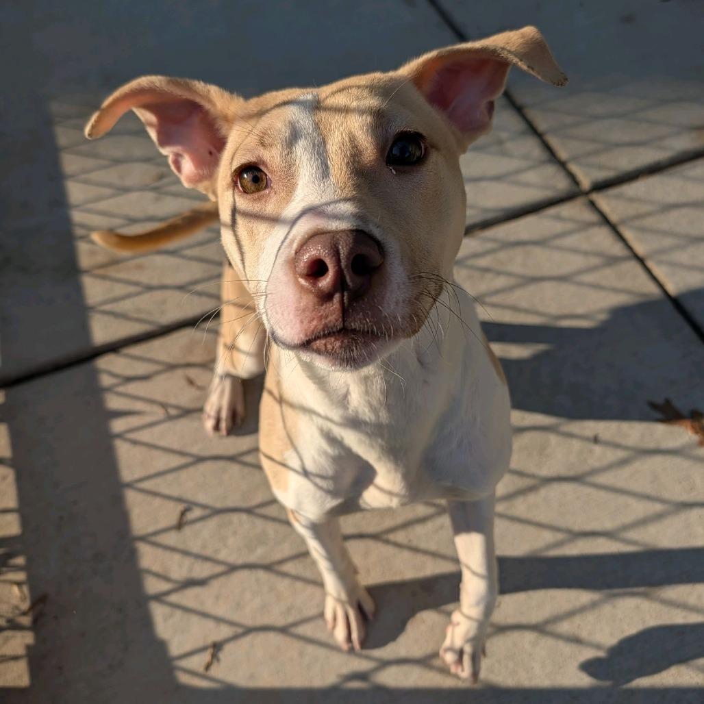 Enlarge Ciara, a Adoptable Pit Bull Terrier in Greensboro, NC image 1/6