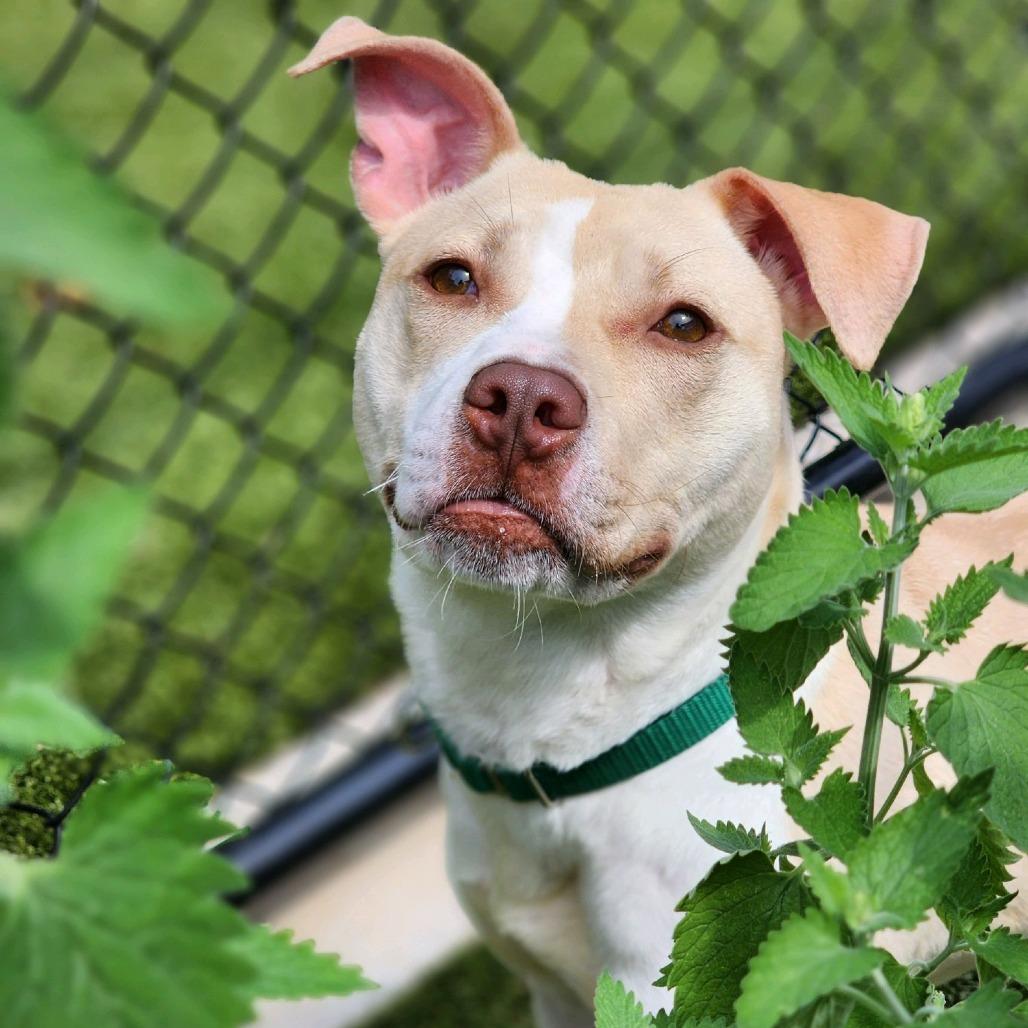 Enlarge Ciara, a Adoptable Pit Bull Terrier in Greensboro, NC image 2/6