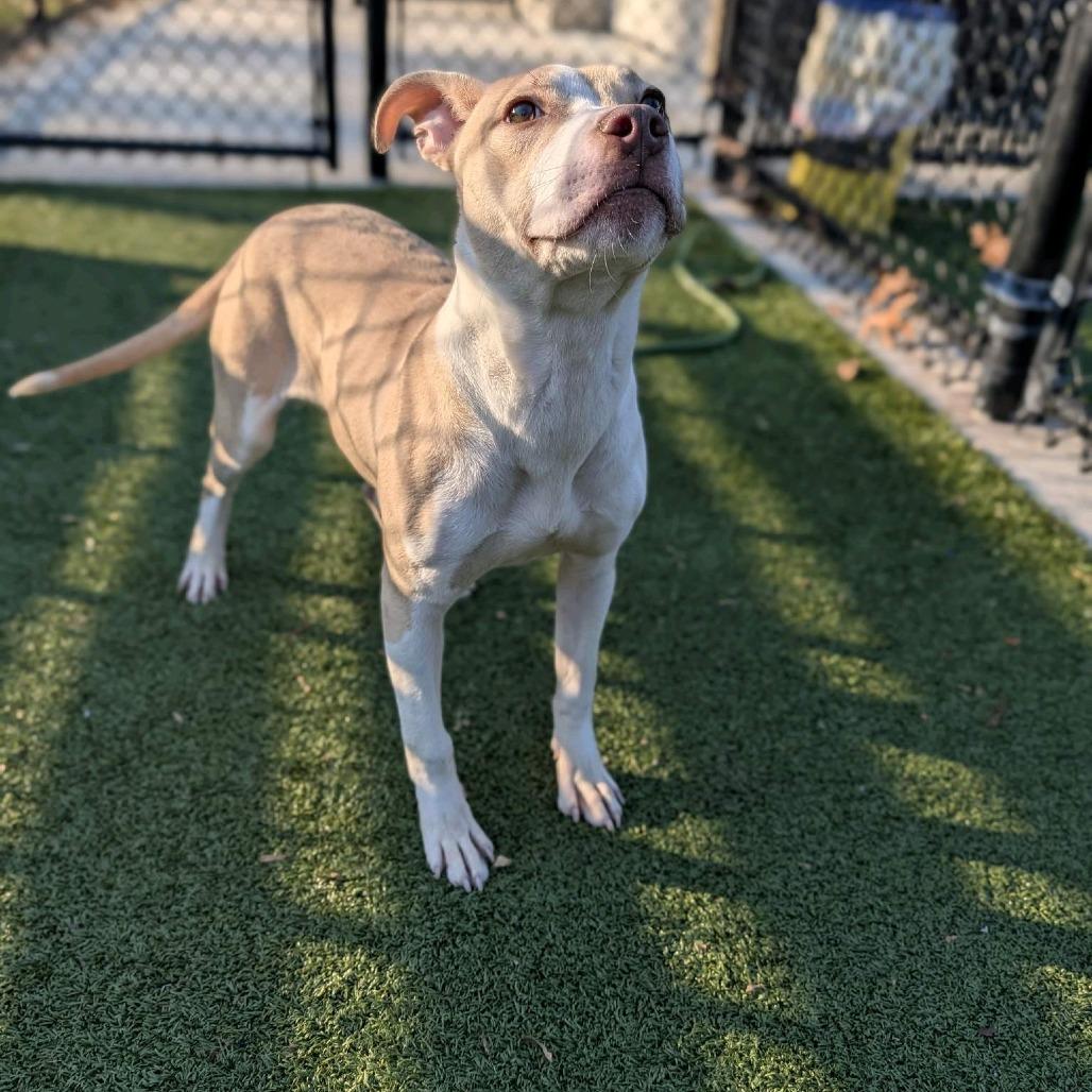 Enlarge Ciara, a Adoptable Pit Bull Terrier in Greensboro, NC image 3/6