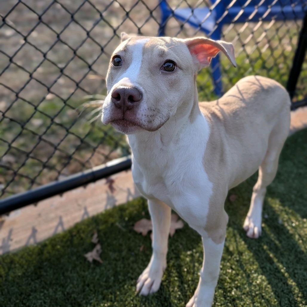 Enlarge Ciara, a Adoptable Pit Bull Terrier in Greensboro, NC image 4/6