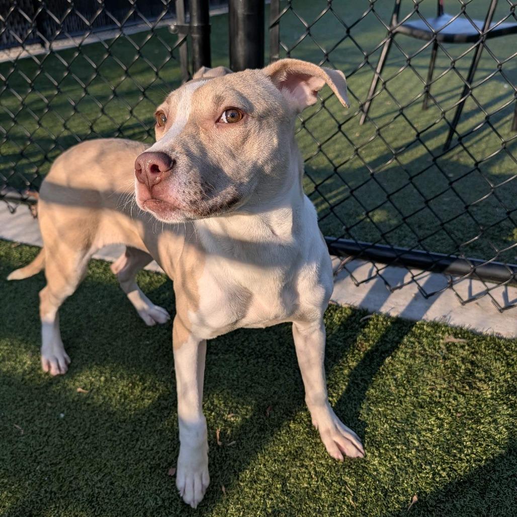 Enlarge Ciara, a Adoptable Pit Bull Terrier in Greensboro, NC image 5/6