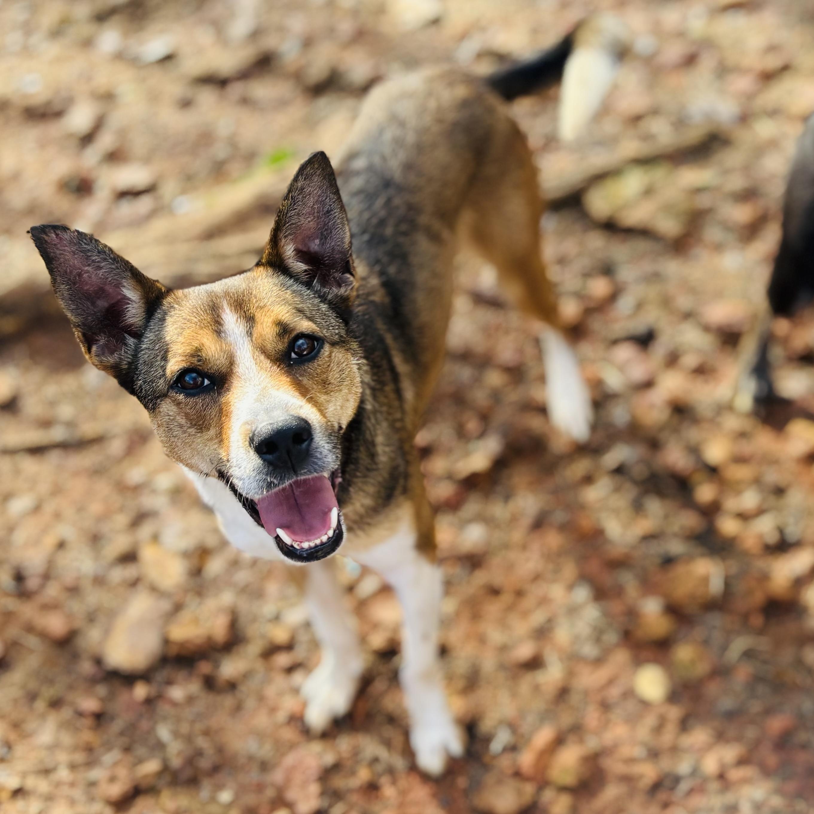 Maple, Adoptable, Young Female Shepherd.