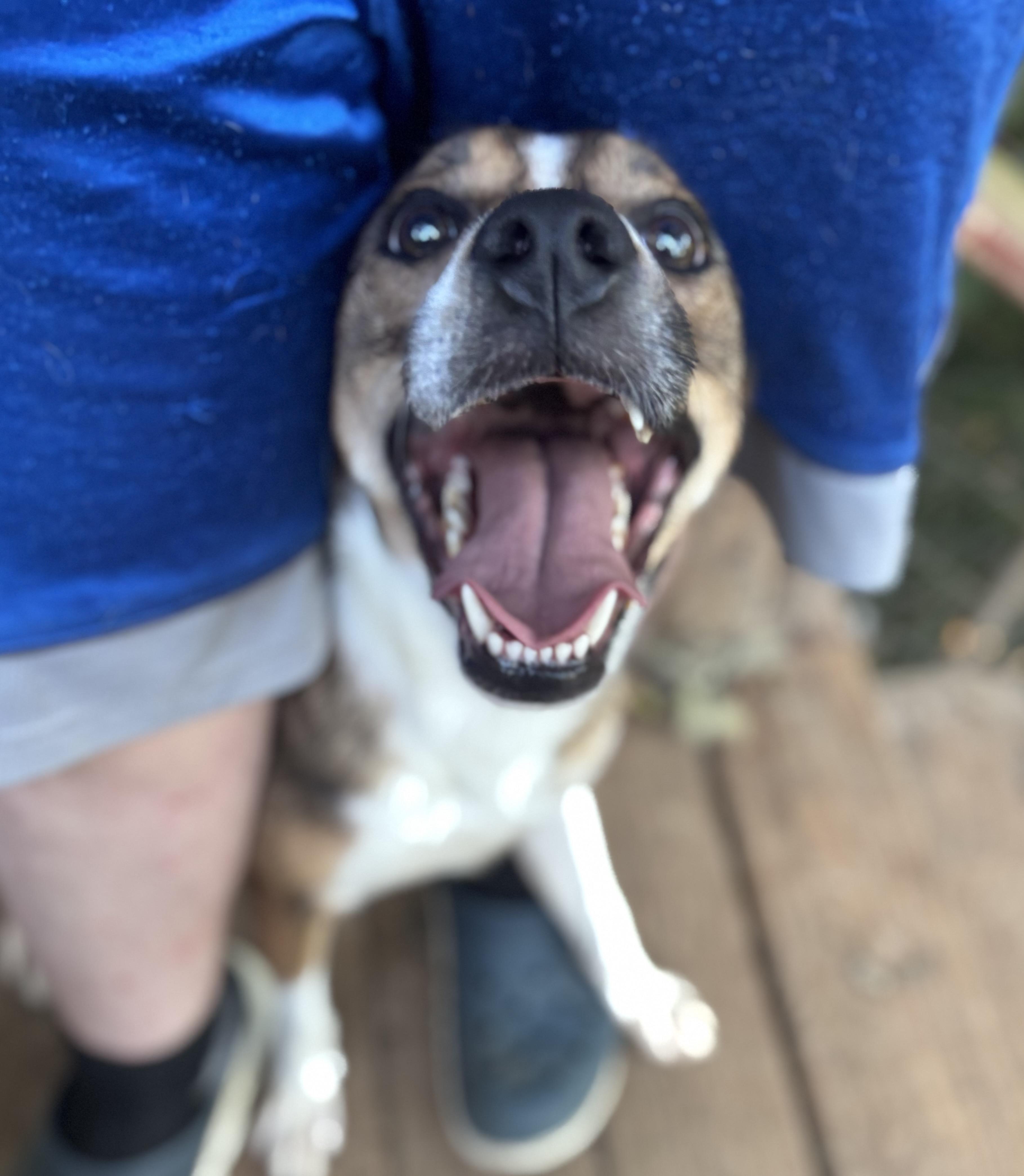 Enlarge Maple, a Adoptable mixed breed in Rogers, AR image 2/3