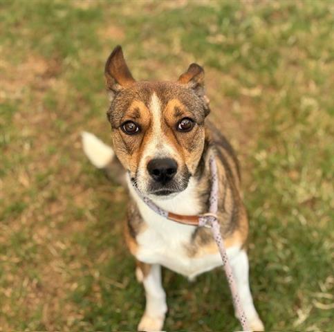 Enlarge Maple, a Adoptable mixed breed in Rogers, AR image 3/3