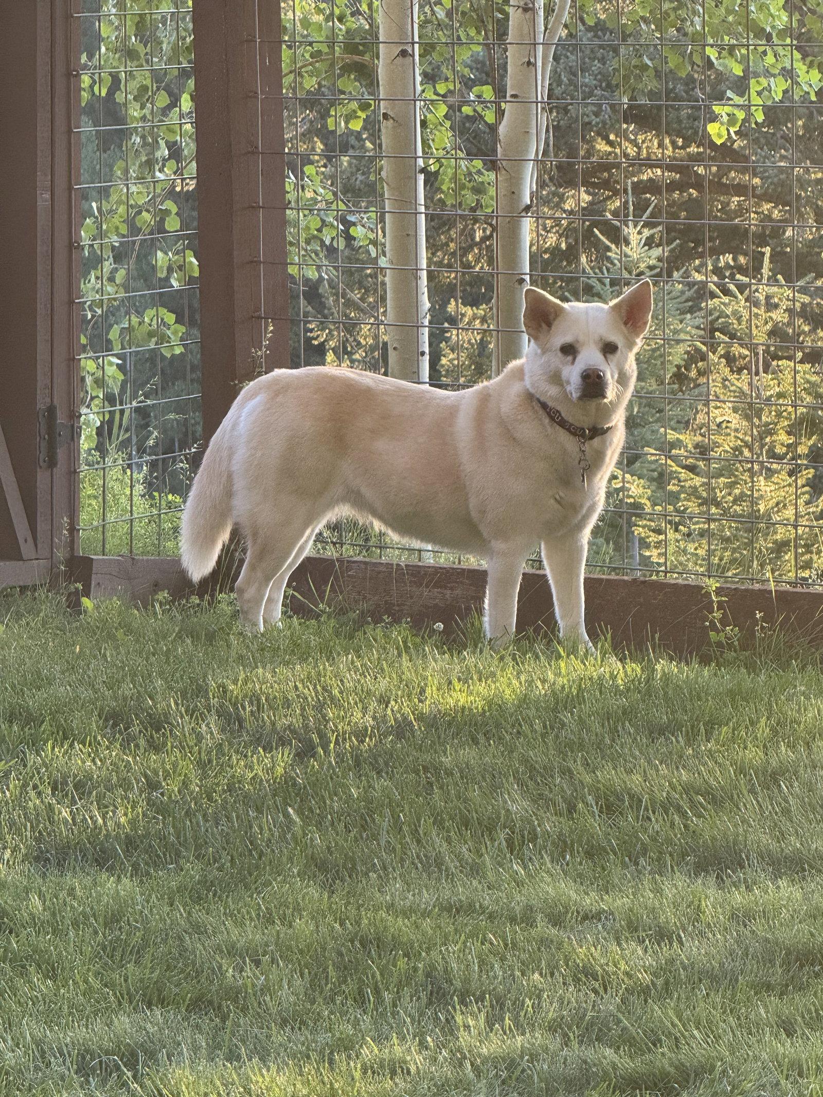 Enlarge Foxy, a Adoptable Husky in Denton, TX image 3/3