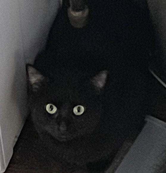 Lotus, a Adoptable Domestic Short Hair in Island Lake, IL image 1/3