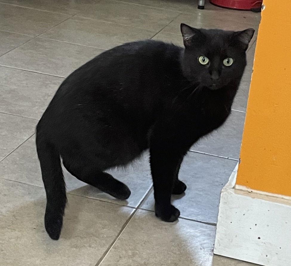 Lotus, a Adoptable Domestic Short Hair in Island Lake, IL image 2/3