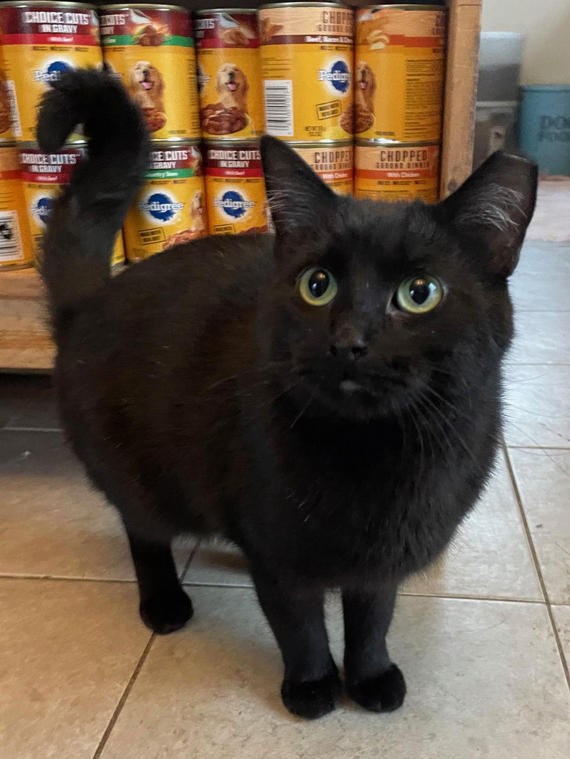 Lotus, a Adoptable Domestic Short Hair in Island Lake, IL image 3/3