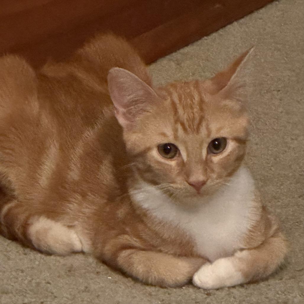 Enlarge Cream, a Adoptable Domestic Short Hair in Wind Gap, PA image 1/1