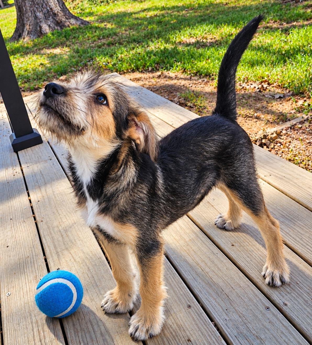 Enlarge PATSY, a Adoptable mixed breed in Pleasant Valley, MO image 6/6