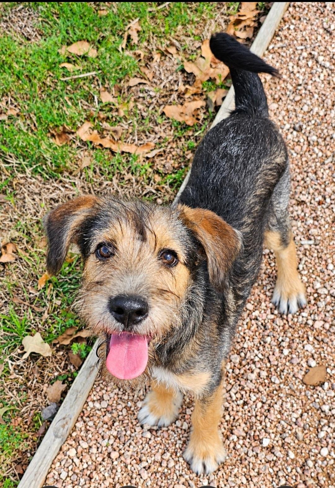 Enlarge PATSY, a Adoptable mixed breed in Pleasant Valley, MO image 1/6