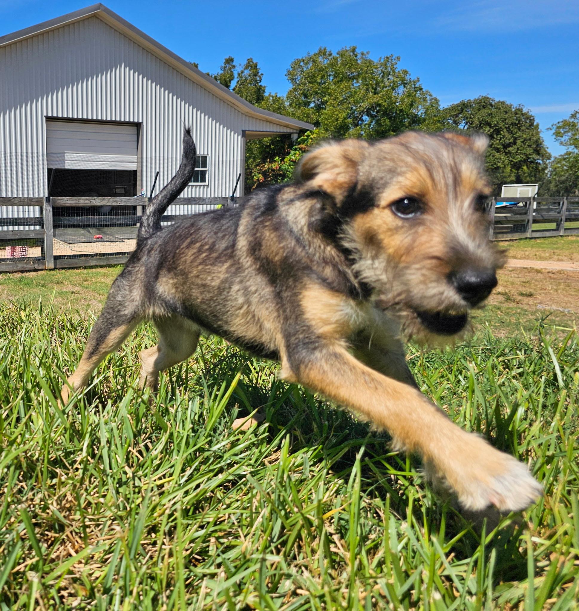 Enlarge PATSY, a Adoptable mixed breed in Pleasant Valley, MO image 4/6