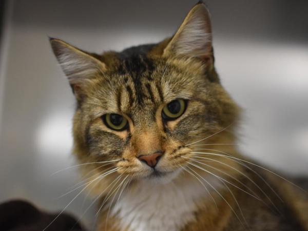 Enlarge Billy, a Adoptable mixed breed in Portland, OR image 1/1