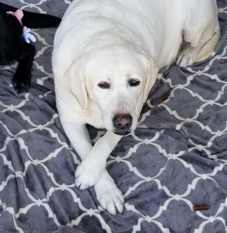 Enlarge Rain, an adoptable Labrador Retriever in Greensboro, GA image 2/6