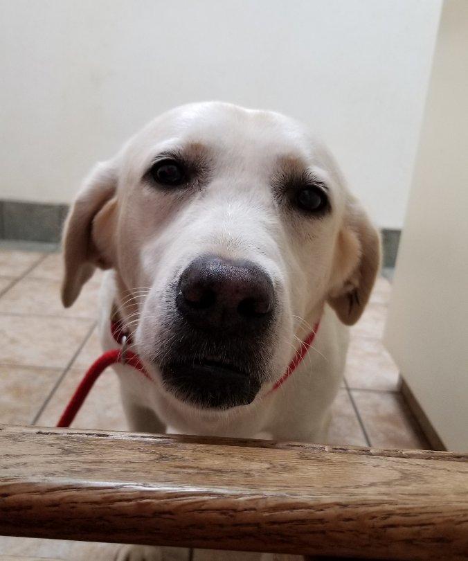 Enlarge Rain, an adoptable Labrador Retriever in Greensboro, GA image 2/5