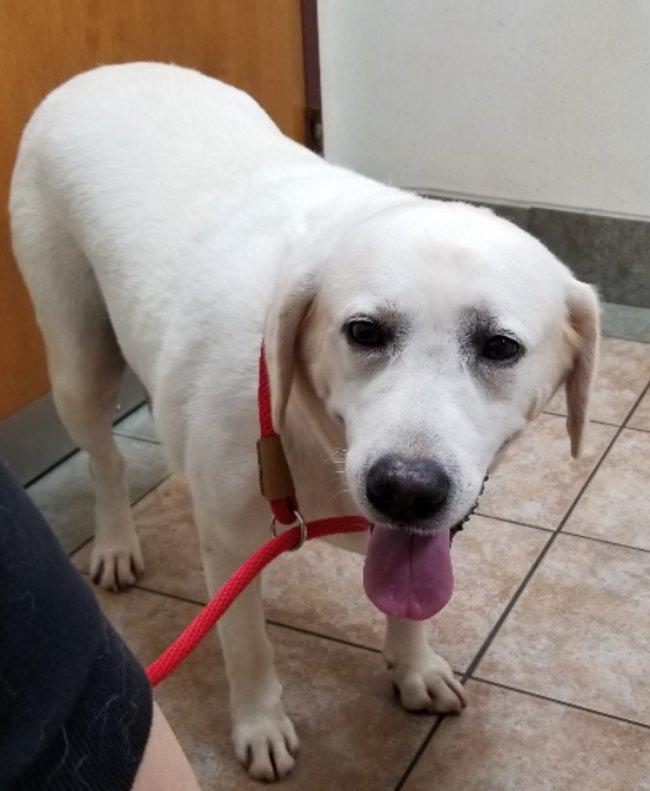 Enlarge Rain, an adoptable Labrador Retriever in Greensboro, GA image 3/5