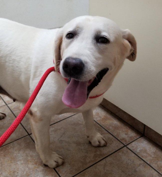 Enlarge Rain, an adoptable Labrador Retriever in Greensboro, GA image 4/5