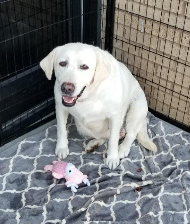 Enlarge Rain, an adoptable Labrador Retriever in Greensboro, GA image 3/6