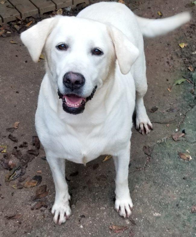 Enlarge Rain, an adoptable Labrador Retriever in Greensboro, GA image 1/5