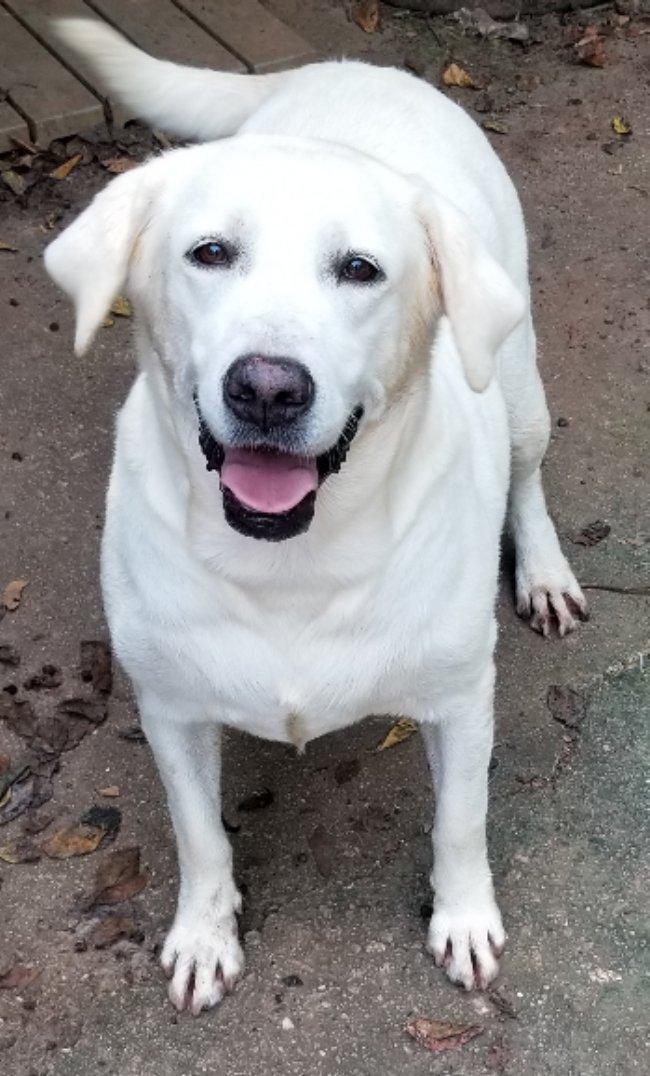 Enlarge Rain, an adoptable Labrador Retriever in Greensboro, GA image 5/5