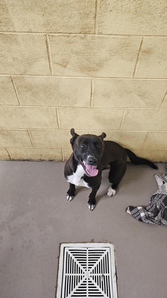 Enlarge SUSIE Q, a Adoptable mixed breed in Crossville, TN image 1/3