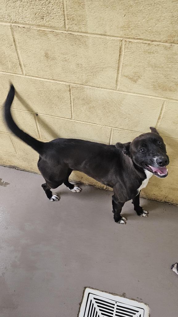 Enlarge SUSIE Q, a Adoptable mixed breed in Crossville, TN image 1/3