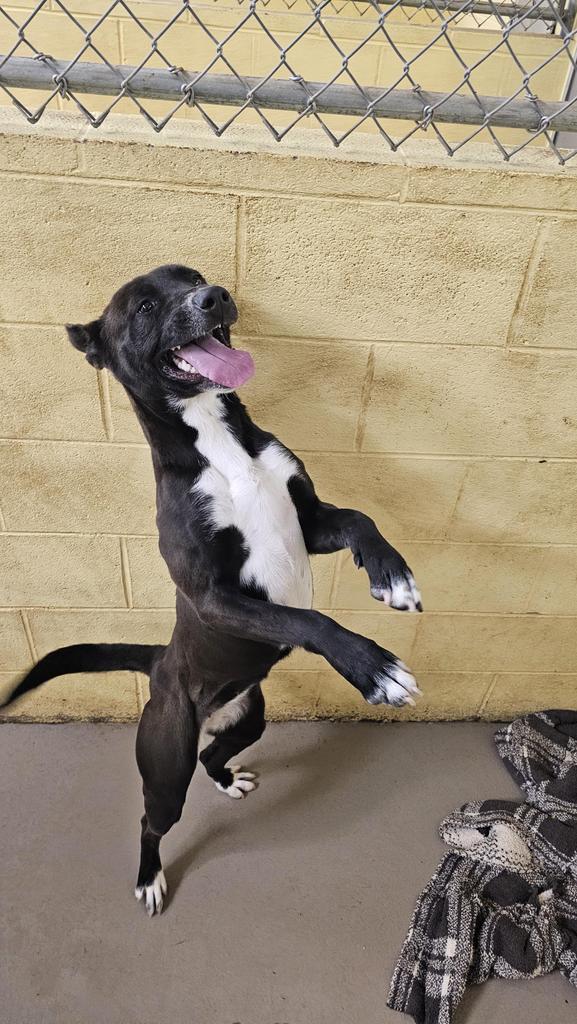 Enlarge SUSIE Q, a Adoptable mixed breed in Crossville, TN image 2/3