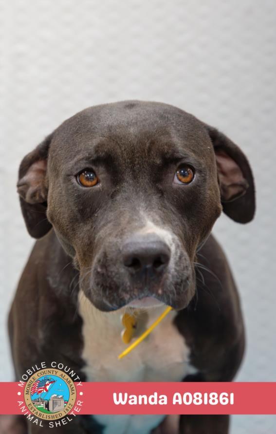 Enlarge WANDA, a Adoptable mixed breed in Mobile, AL image 1/1
