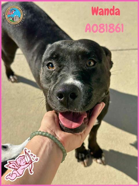 WANDA, Adoptable, Adult Female Labrador Retriever & Mixed Breed.