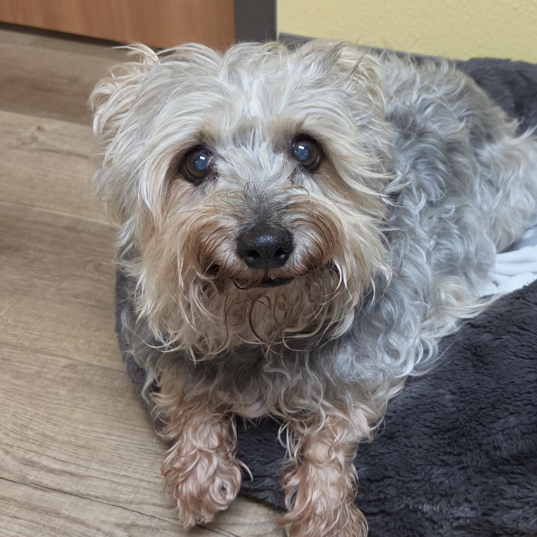 Little Bit, ADOPTABLE, Senior Male Yorkshire Terrier.