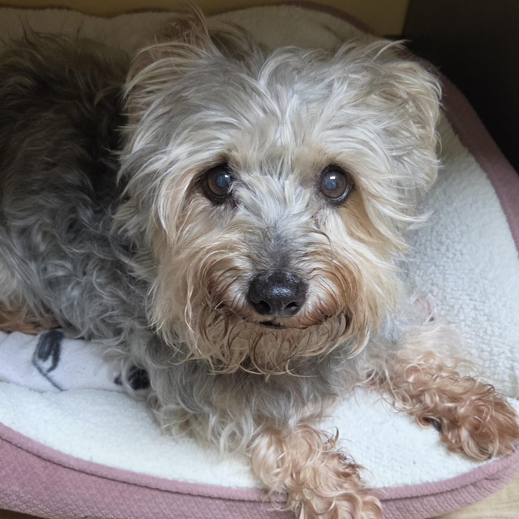 Enlarge Little Bit, a ADOPTABLE Yorkshire Terrier in Marshfield, WI image 2/2