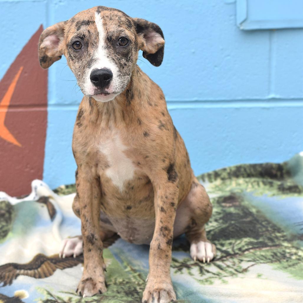 Enlarge Erza (Foster), a Adoptable Terrier in Belleville, IL image 1/5